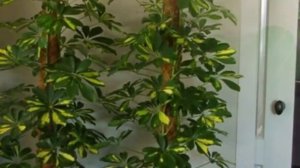 Полив Шеффлеры. Как правильно поливать Шеффлеру в разные сезоны  года.