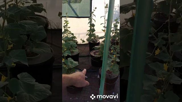 Гидропоника обслуживание систем и урожая смотреть онлайн