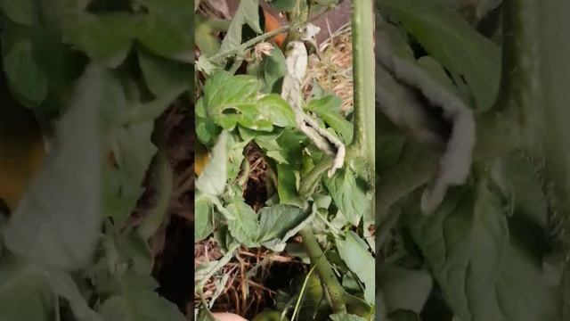 ТОМАТЫ ЧЕРНЫЙ КРЫМ 2022 Г ВАЦАП ДЛЯ ЗАКАЗА КАТАЛОГА 89152458159 ПИСЬМЕННО смотреть онлайн