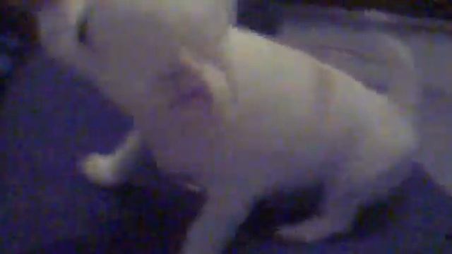 бело-кремовый щенок чихуахуа смотреть онлайн