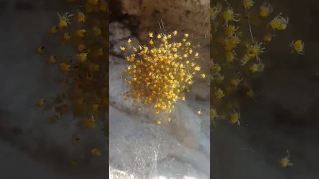 Детёныши пауков смотреть онлайн