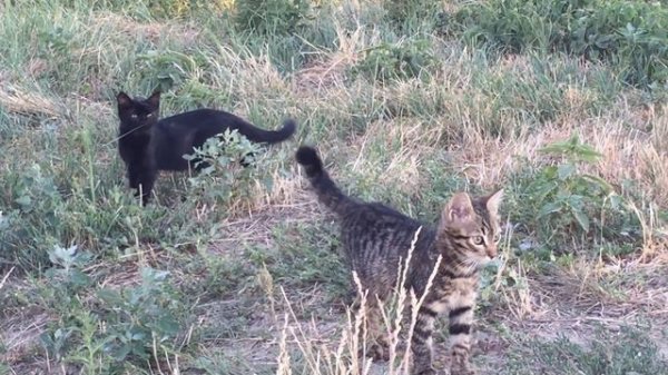 Аккерман 2022 / История Днестровского лимана / Akkerman Ukraine