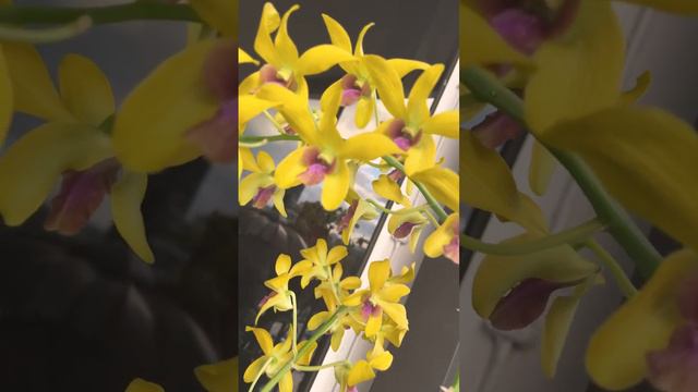 Yellow, green and purple Dendrobium orchid смотреть онлайн