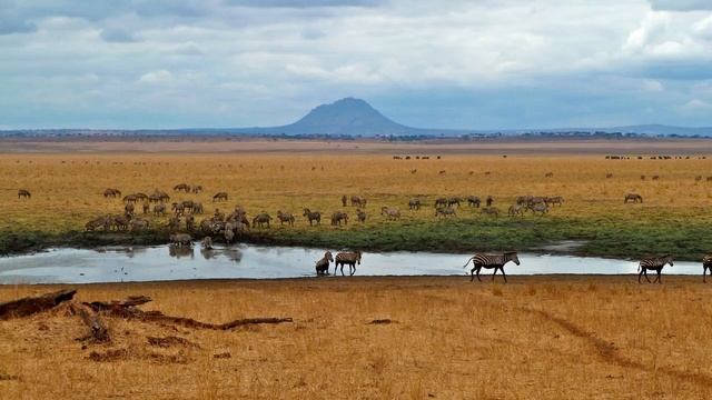 The African savanna. Африканская саванна. смотреть онлайн