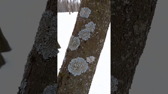 Лишайники на коре плодовых деревьев смотреть онлайн