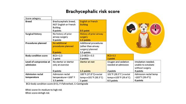 BRisk score offers fast risk assessment and screening tool for brachycephalic canines смотреть онлайн