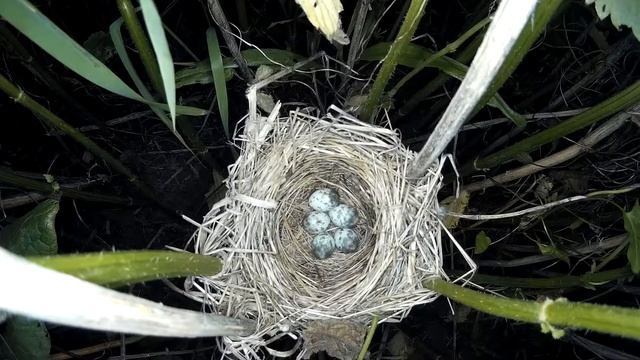 Камышовка болотная 150607 1 на перекрестке 150609 5