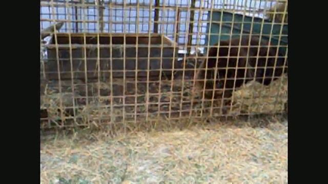 #Медведь готовится к спячке в зоопарке! смотреть онлайн