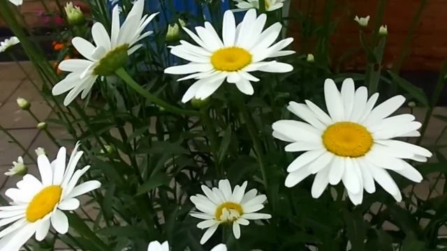 Ромашки + букашки:) смотреть онлайн