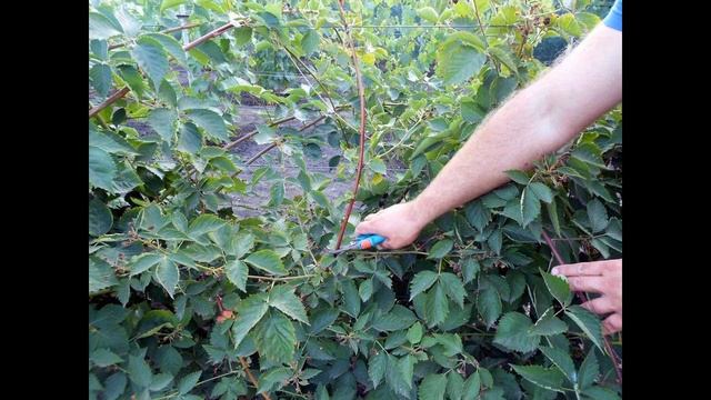 Ежемалина садовая.Как растёт ежемалина.Посадка и уход.