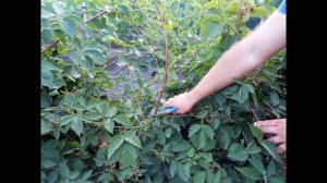 Ежемалина садовая.Как растёт ежемалина.Посадка и уход.