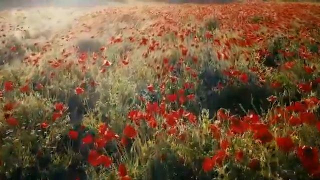 RELAXING PIANO MUSIC/SLEEP WELL/STRESS RELIEF/ red flowers/ By:Lady Taurus смотреть онлайн