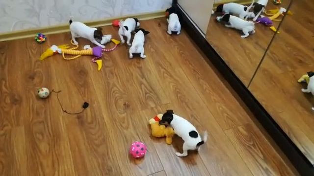 Щенки американский той-фокстерьер смотреть онлайн