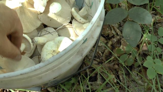 Сбор молочных груздей смотреть онлайн