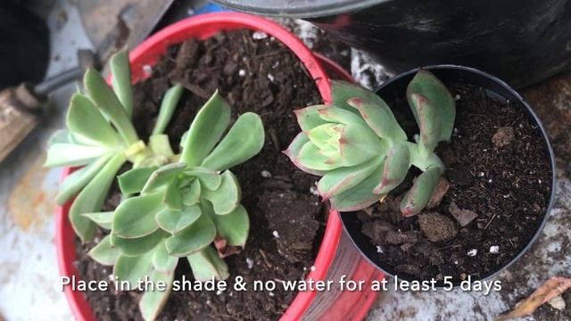 Echeveria Pulidonis | Graptosedum California Sunset | Propagating | Repotting |