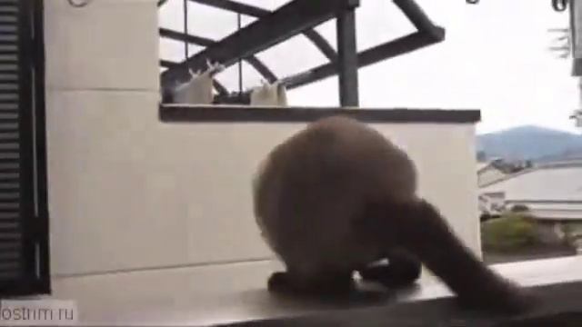 Flying Overgrown Cat смотреть онлайн