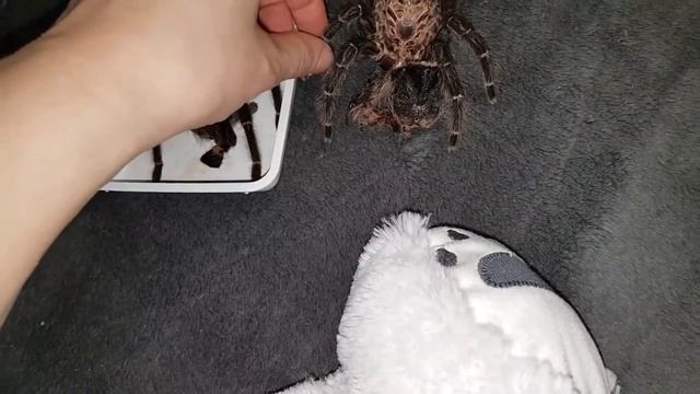 Линька паука-Птицеед