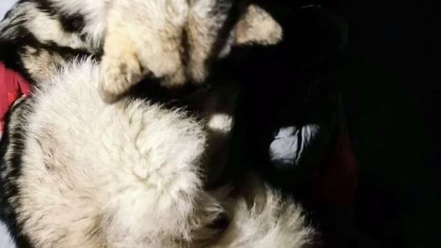 Преданный пес согревает пострадавшего туриста всю ночь, пока не прибыла помощь
