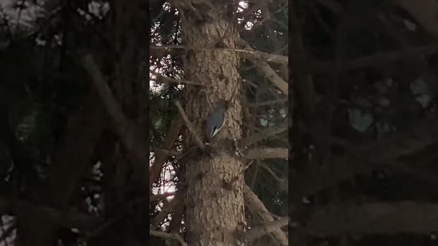 Как поползень ест орехи смотреть онлайн