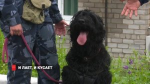 Кинологи ГУФСИН показали как тренируют служебных собак (720p).mp4