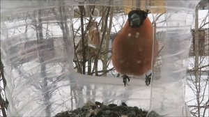 ??СНЕГИРЬ ?  чем кормить снегирей?? канал Aliexpress Страна чудес