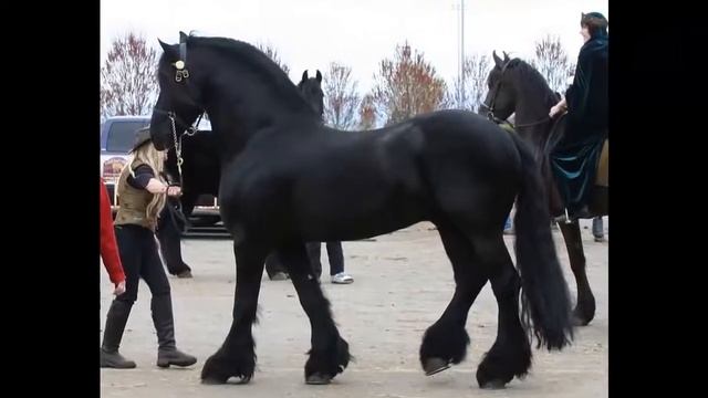 Топ 10 дорогих пород лошадей.Самые красивые лошади.Дорогие лошади❤️❤️ смотреть онлайн