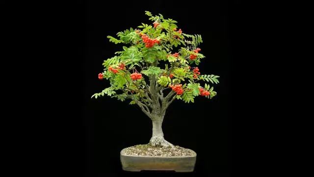 Ash (Fraxinus) Bonsai Tree | Deciduous Tree смотреть онлайн