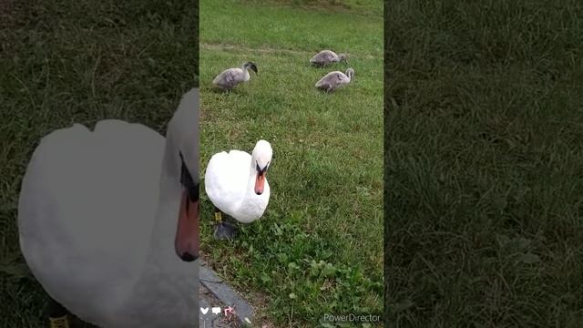 Мой опыт в Польше смотреть онлайн