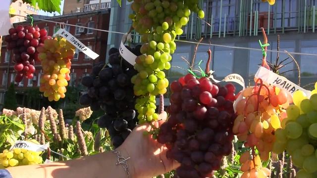 5-я клубная выставка винограда в Аптекарском огороде МГУ 7 сентября 2019 г. Мой виноград ч. 2 смотреть онлайн
