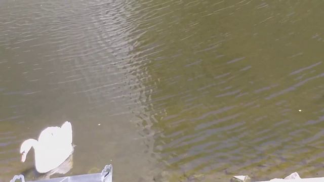 ЛЕБЕДИНОЕ ОЗЕРО ... / Видео № 1542 смотреть онлайн