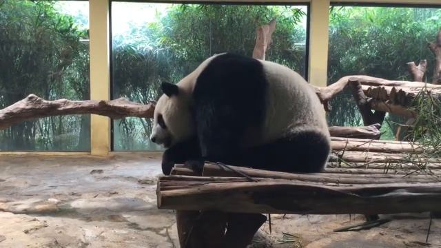 GUANGZHOU China - Chimelong Safari Park смотреть онлайн