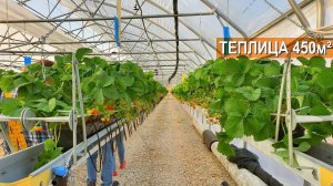 Современная фермерская теплица. Земляника садовая в защищенном грунте. Тульская Ягодная Компания.