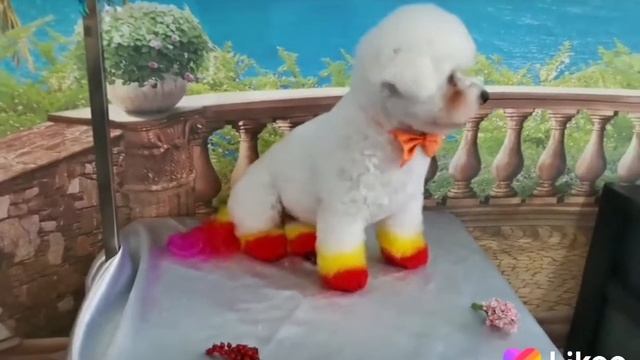 Бишон фризе в салоне.