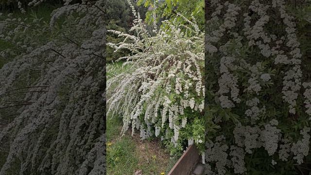 Спирея серая.И создал Бог такую красоту)!