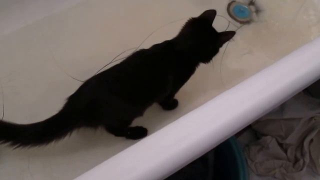 Водоплавающий кот))) смотреть онлайн