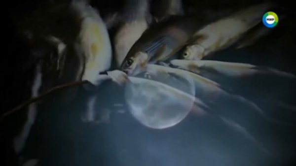 Лабынкырский черт. Монстр озера Лабынкыр.