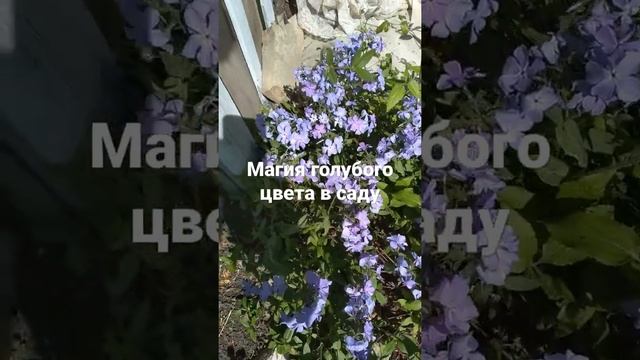 Волшебное цветение голубых многолетников. Лён, Флокс растопыренный, Котовник в моем саду смотреть онлайн