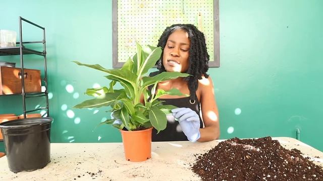 Repotting a Dieffenbachia ‘Green Magic’ смотреть онлайн