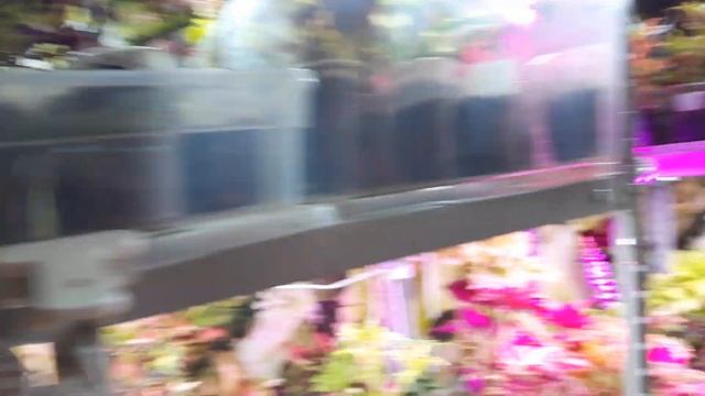 Колеусы. Не вредно ли содержать это растение в помещении?