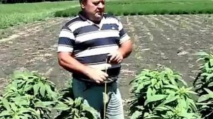 Амарант---агротехника выращивания.