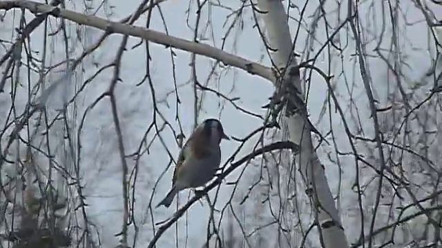 Щегол поет