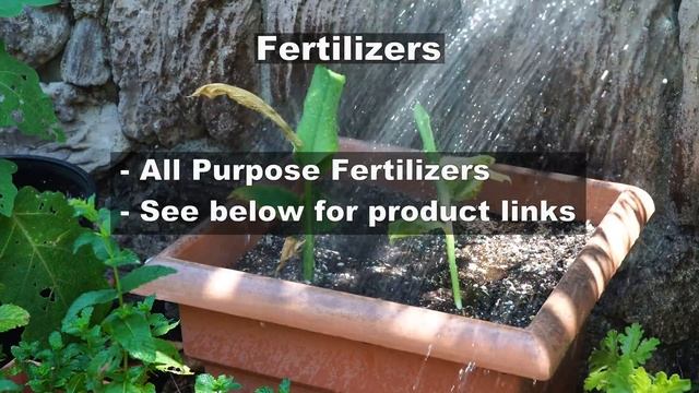 Turmeric - Growing, Planting & Care - A Complete Guide On How To Grow Turmeric In Your Garden смотреть онлайн