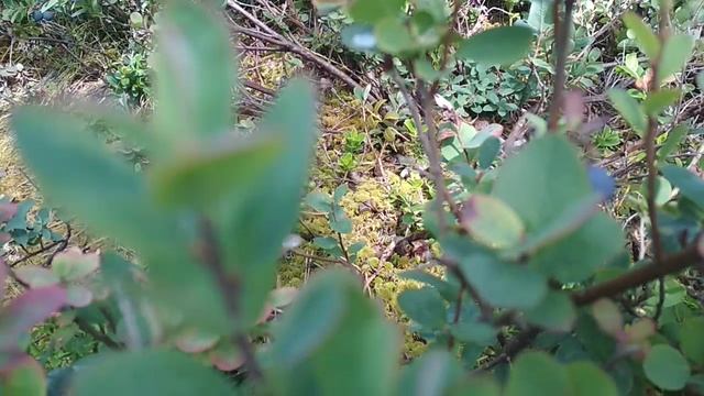 VID_20230725_122514.mp4 смотреть онлайн