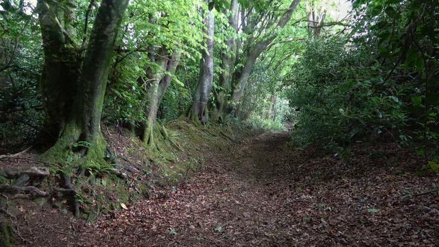 [4K] Testing Sony AX53 on cloudy day (exposure and manual focus) смотреть онлайн