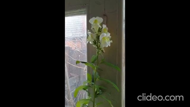 Львиный зев зацвёл 23 февраля. смотреть онлайн