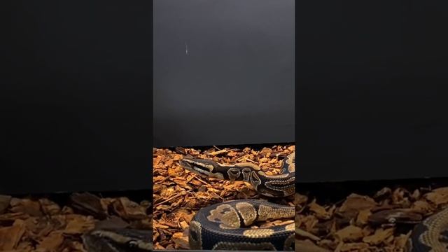Ball Python **Live Feed Response (Medium Rat)** смотреть онлайн