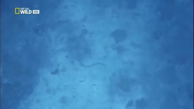 Самые опасные животные.  Морской мир  ( Nat Geo Wild  ), HD720p