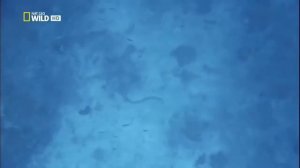 Самые опасные животные.  Морской мир  ( Nat Geo Wild  ), HD720p