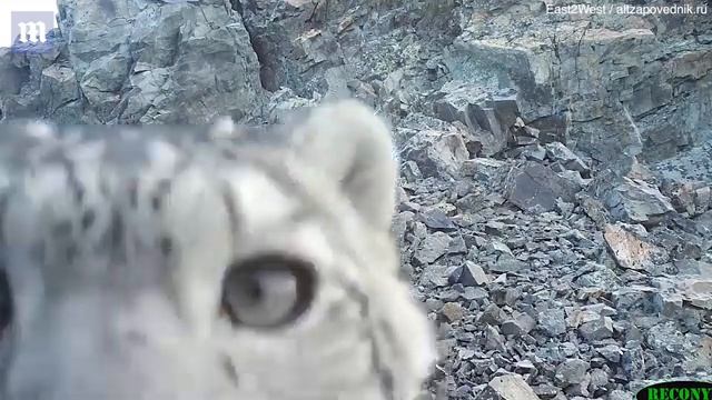 Котенок снежного барса нюхает фотоловушку смотреть онлайн