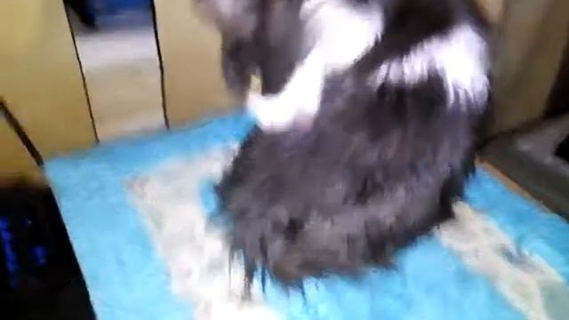 Кот Байт после душа смотреть онлайн